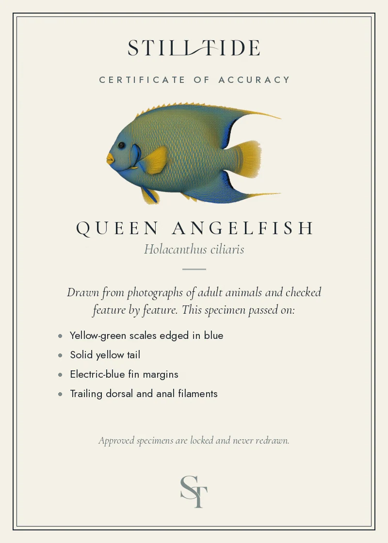 Certificate of accuracy for the Queen Angelfish, listing each verified feature
