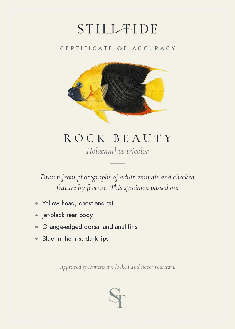 Certificate of accuracy for the Rock Beauty, listing each verified feature