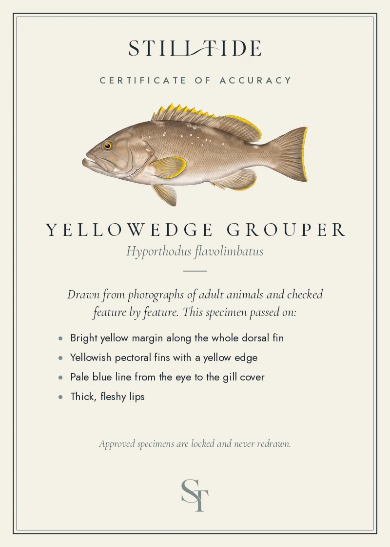 Certificate of accuracy for the Yellowedge Grouper, listing each verified feature