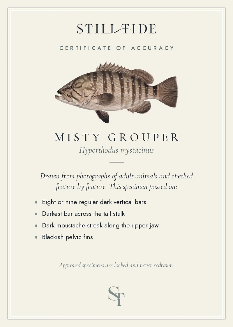 Certificate of accuracy for the Misty Grouper, listing each verified feature