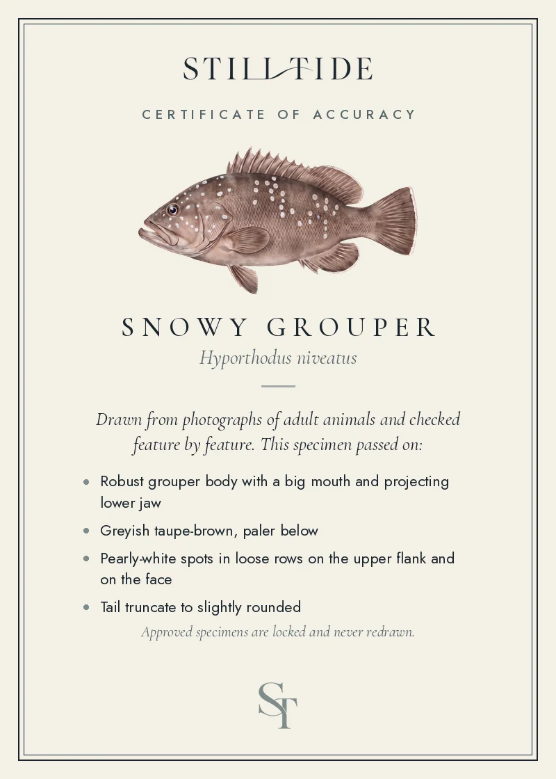 Certificate of accuracy for the Snowy Grouper, listing each verified feature
