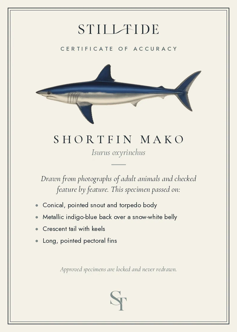 Certificate of accuracy for the Shortfin Mako, listing each verified feature