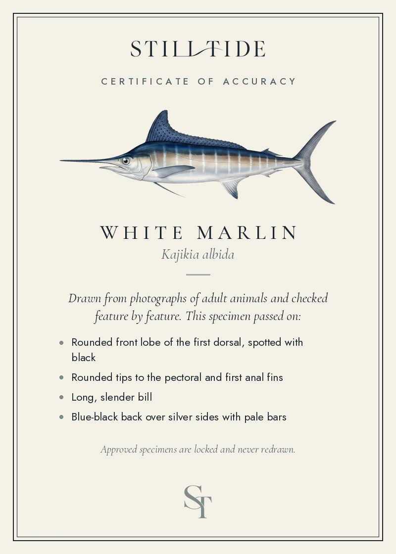 Certificate of accuracy for the White Marlin, listing each verified feature