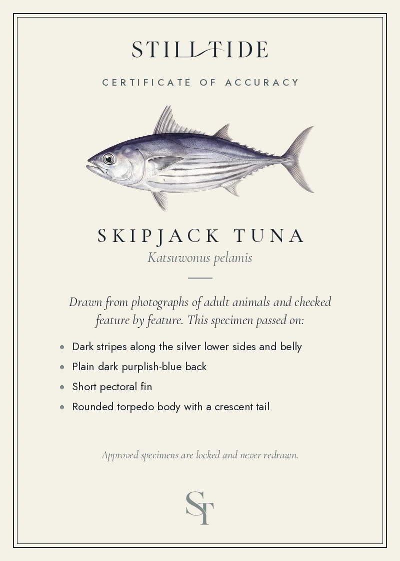 Certificate of accuracy for the Skipjack Tuna, listing each verified feature