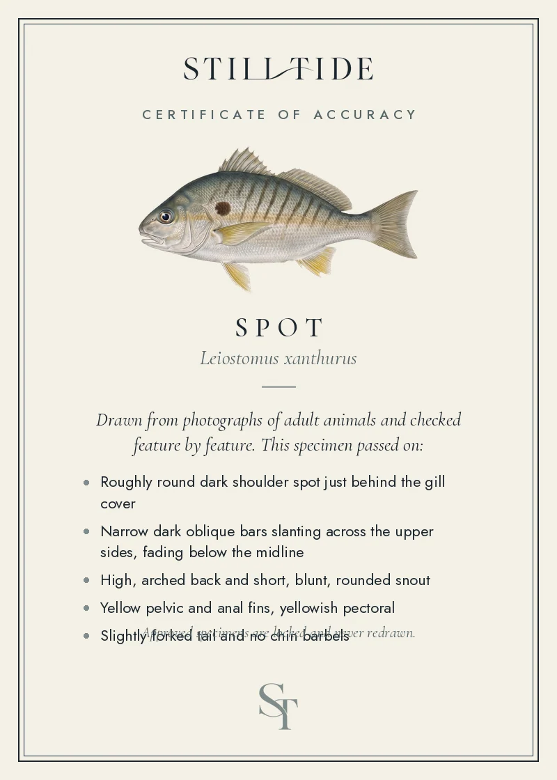 Certificate of accuracy for the Spot, listing each verified feature