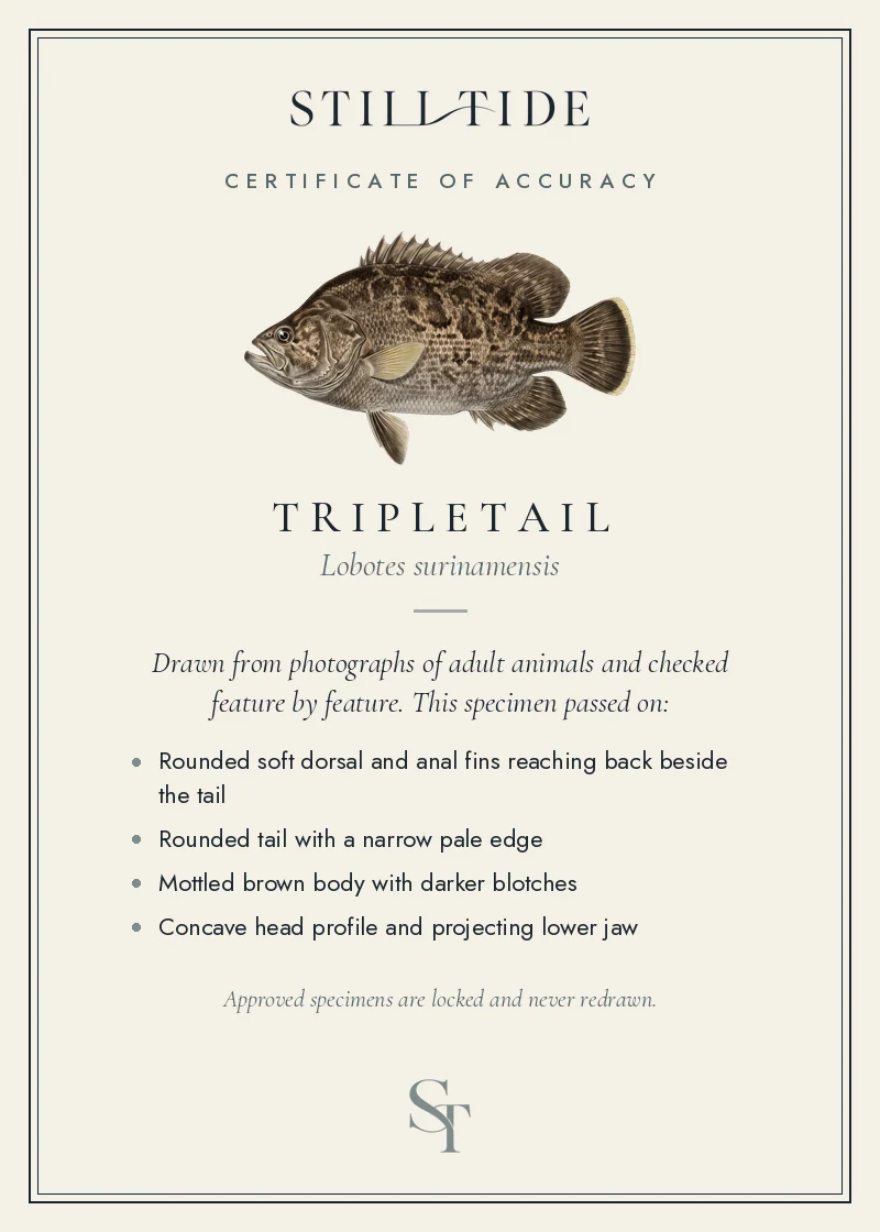 Certificate of accuracy for the Tripletail, listing each verified feature
