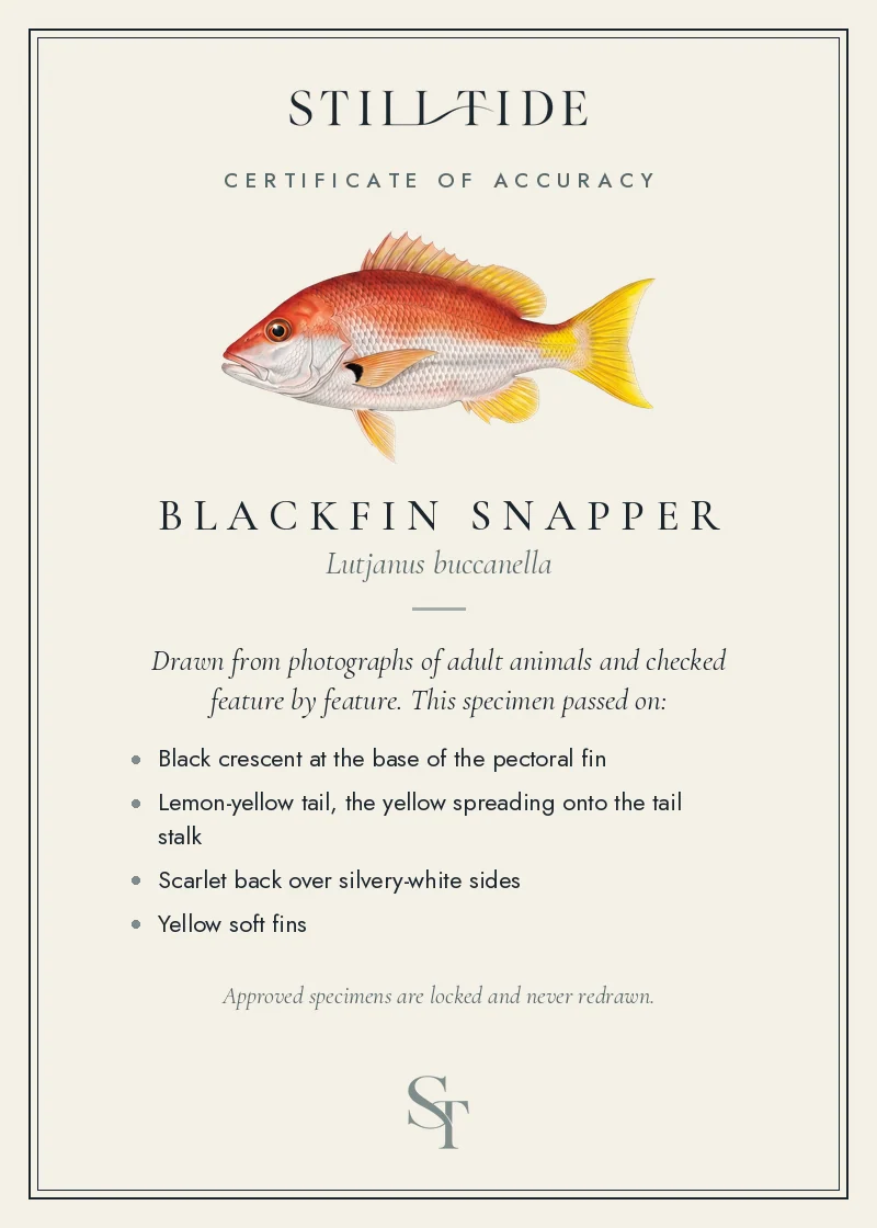 Certificate of accuracy for the Blackfin Snapper, listing each verified feature