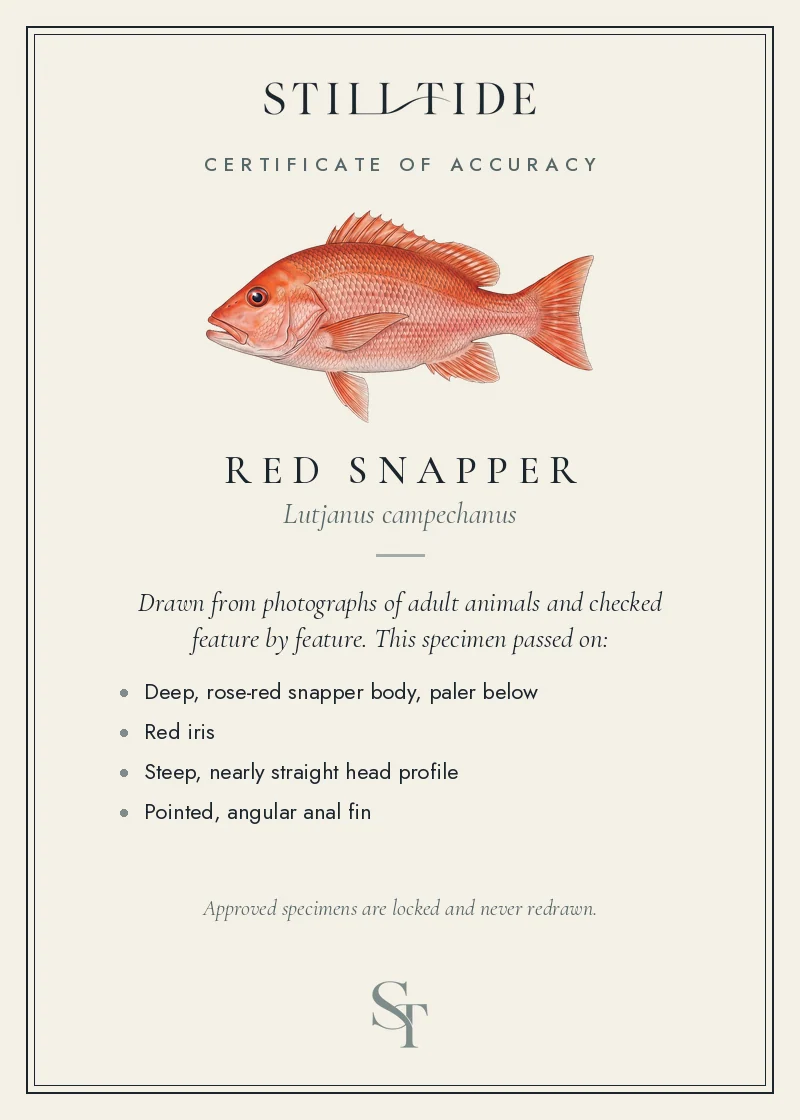 Certificate of accuracy for the Red Snapper, listing each verified feature