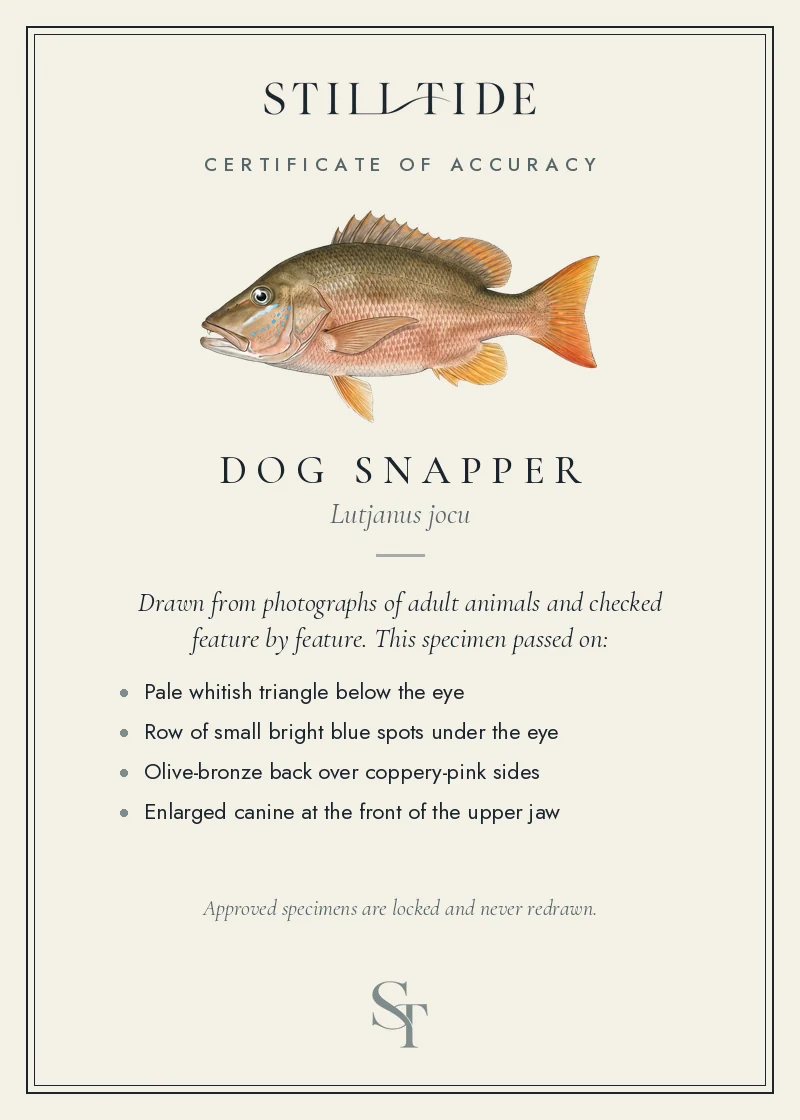 Certificate of accuracy for the Dog Snapper, listing each verified feature