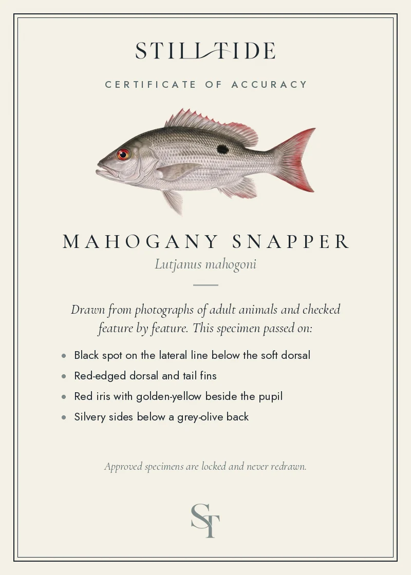 Certificate of accuracy for the Mahogany Snapper, listing each verified feature