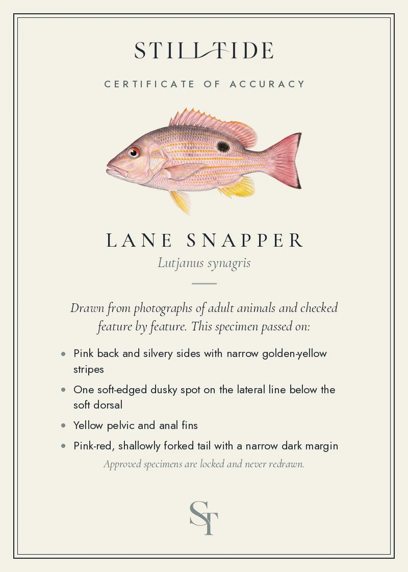 Certificate of accuracy for the Lane Snapper, listing each verified feature