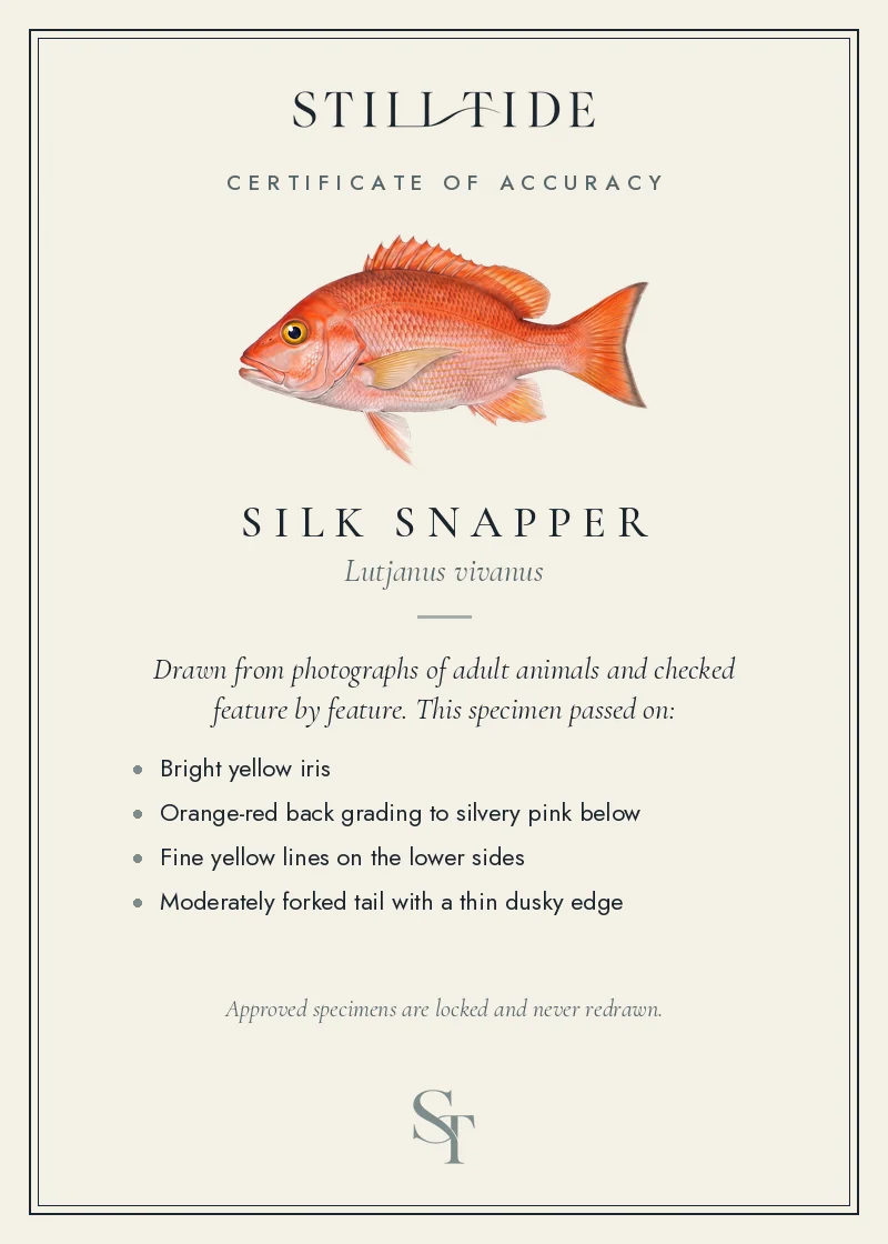 Certificate of accuracy for the Silk Snapper, listing each verified feature