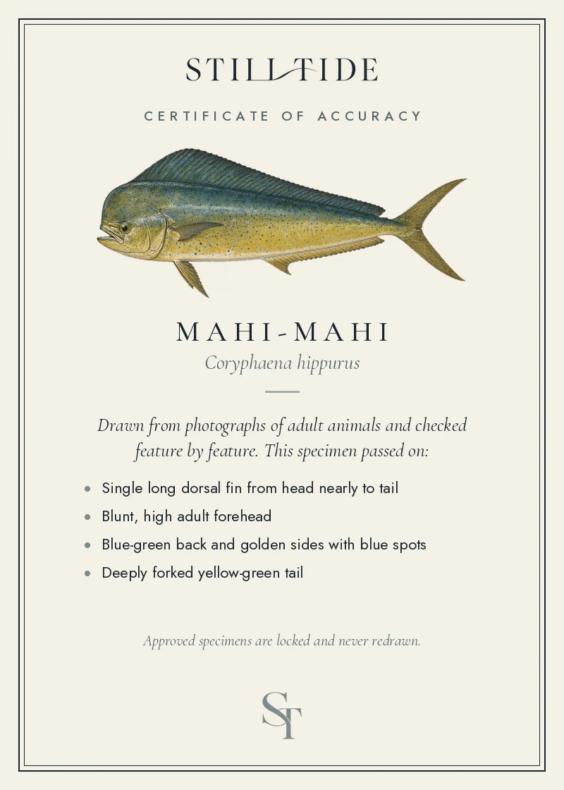 Certificate of accuracy for the Mahi-mahi, listing each verified feature