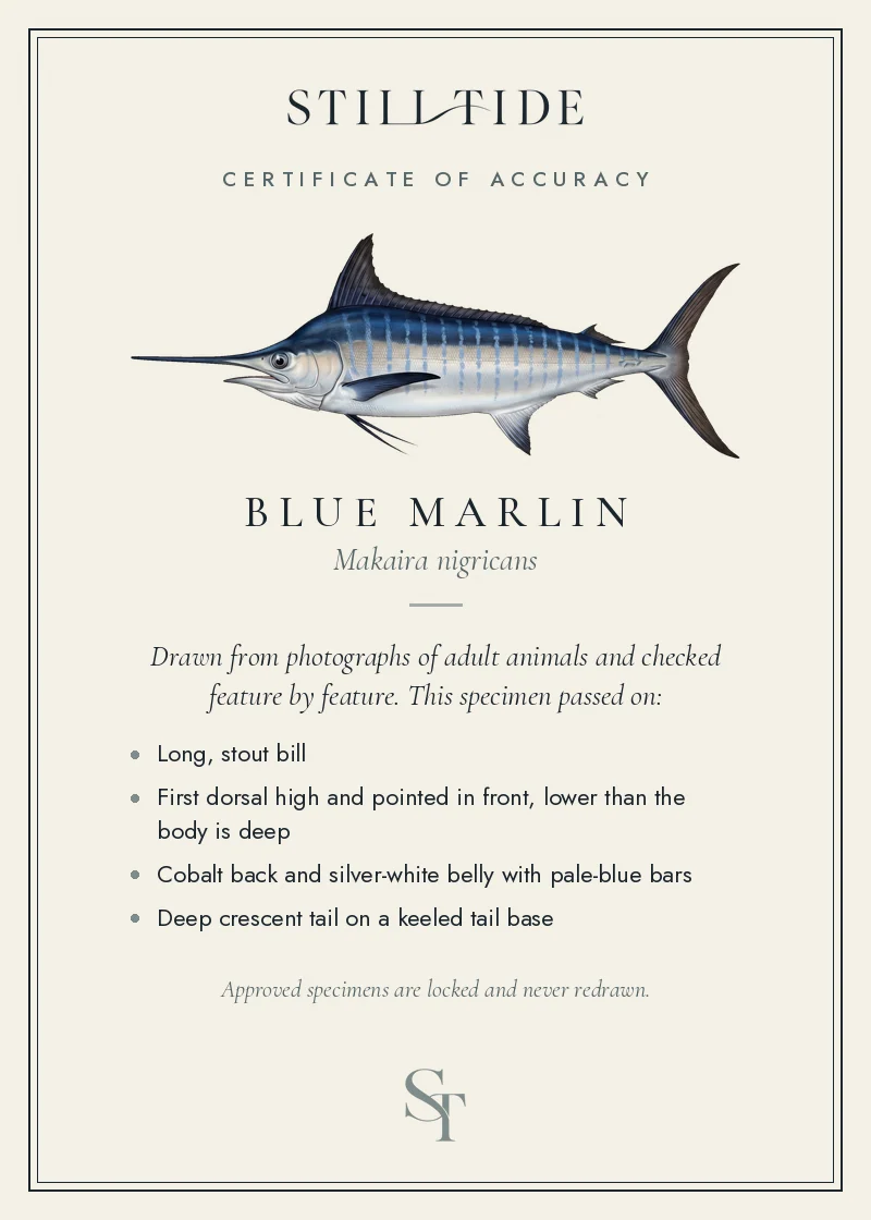 Certificate of accuracy for the Blue Marlin, listing each verified feature