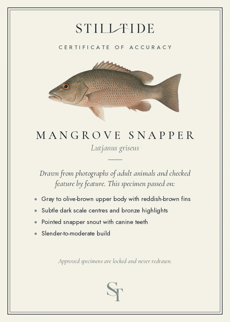 Certificate of accuracy for the Mangrove Snapper, listing each verified feature
