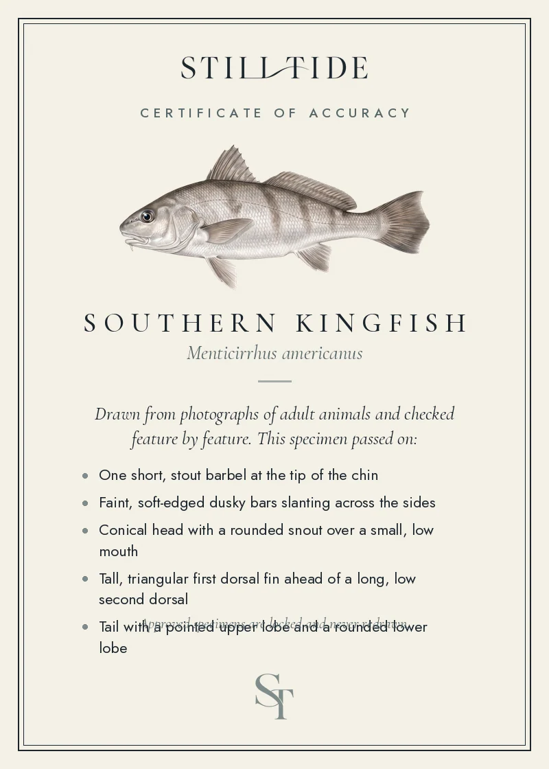 Certificate of accuracy for the Southern Kingfish, listing each verified feature