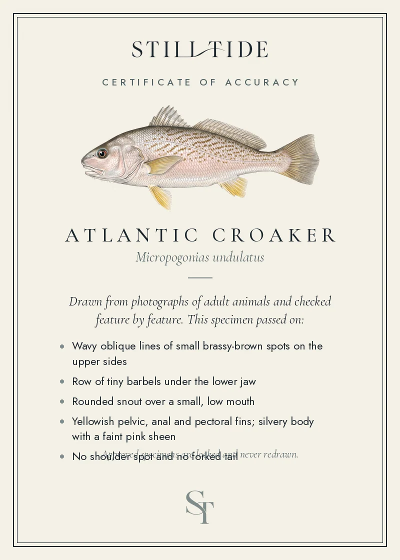 Certificate of accuracy for the Atlantic Croaker, listing each verified feature