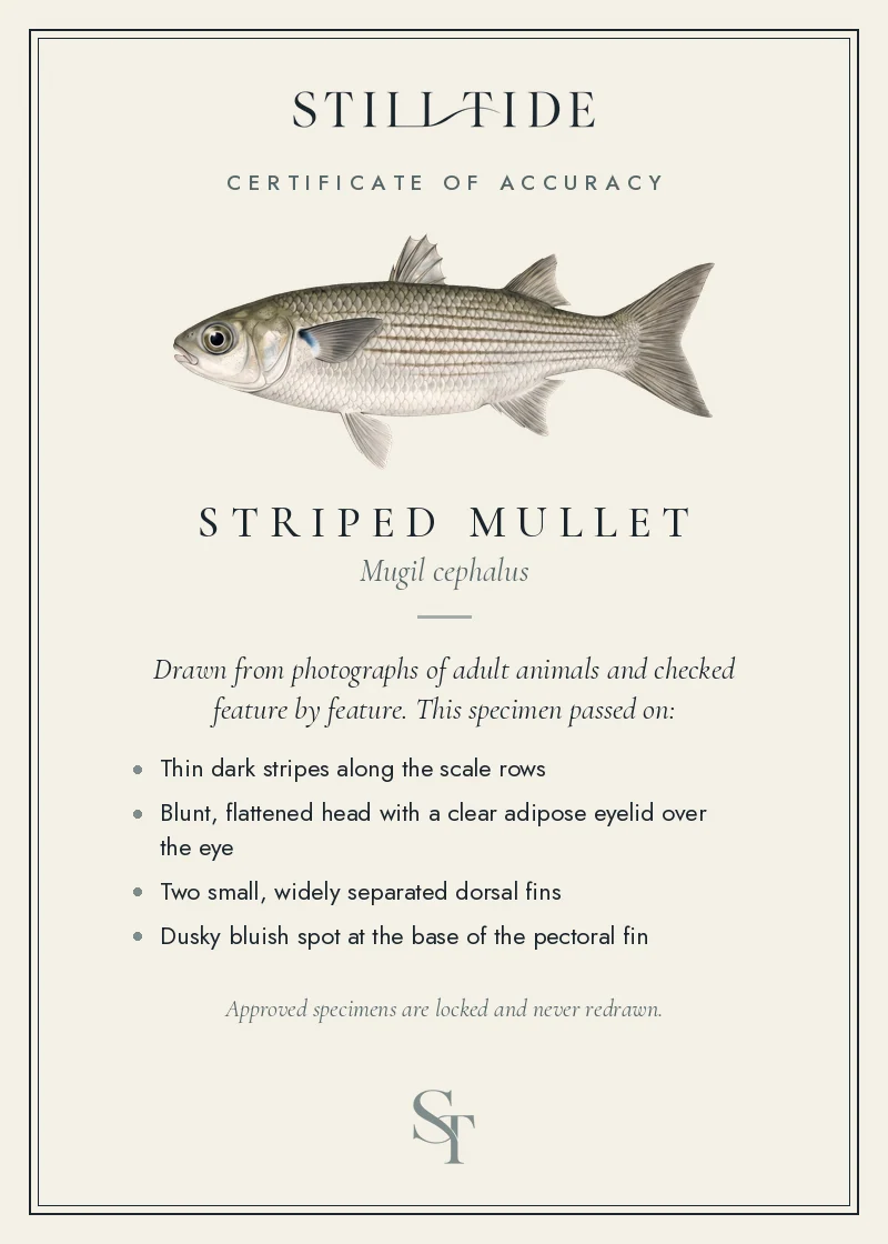 Certificate of accuracy for the Striped Mullet, listing each verified feature