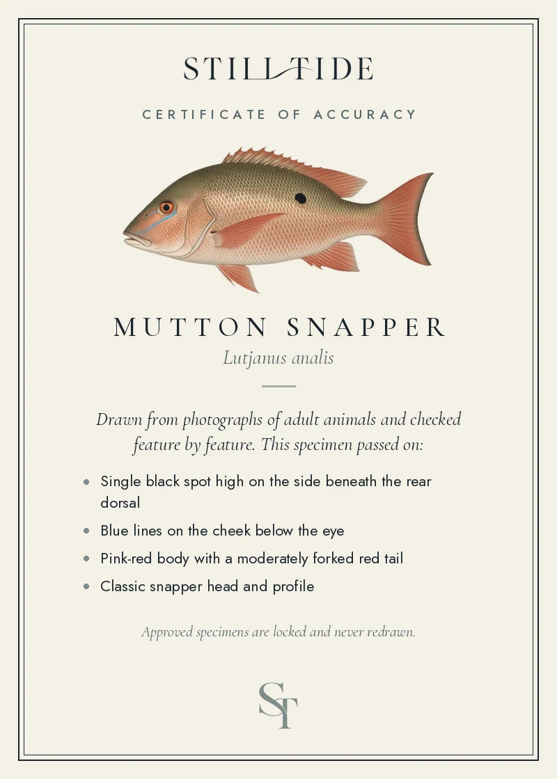 Certificate of accuracy for the Mutton Snapper, listing each verified feature