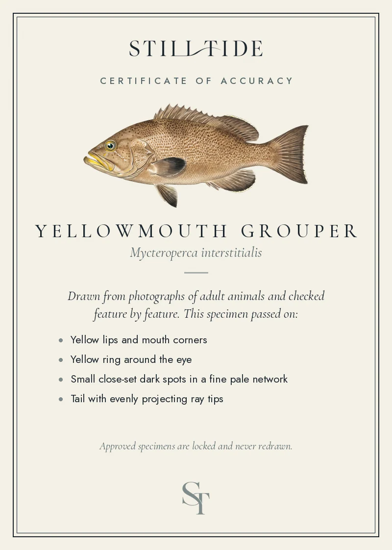 Certificate of accuracy for the Yellowmouth Grouper, listing each verified feature
