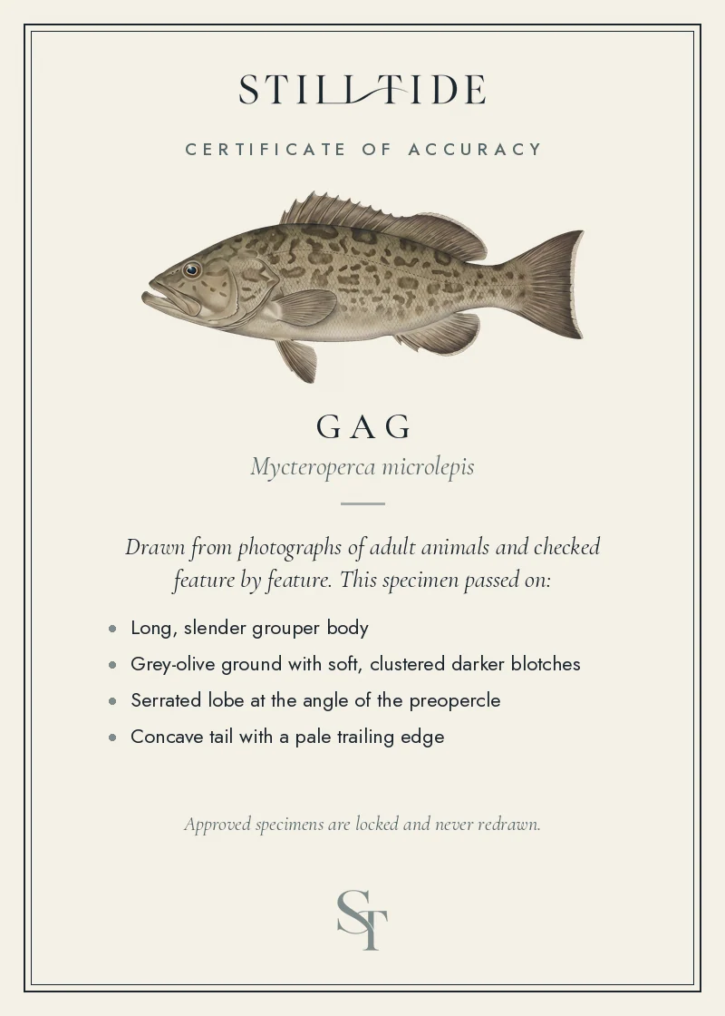 Certificate of accuracy for the Gag, listing each verified feature