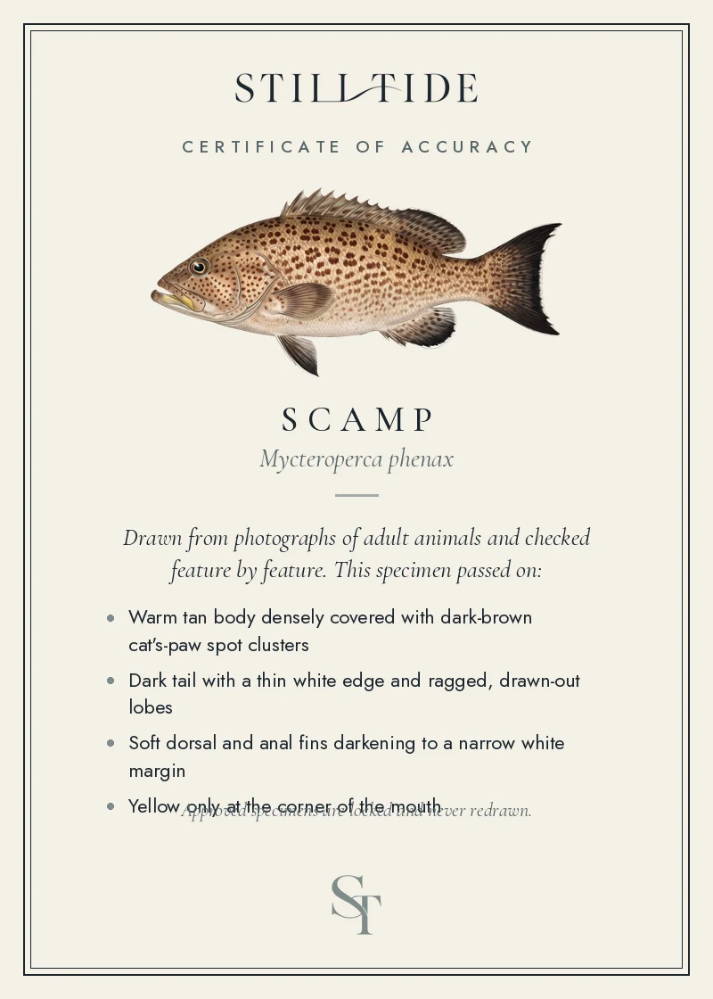 Certificate of accuracy for the Scamp, listing each verified feature