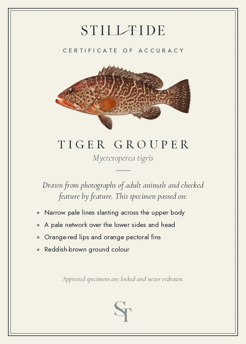 Certificate of accuracy for the Tiger Grouper, listing each verified feature