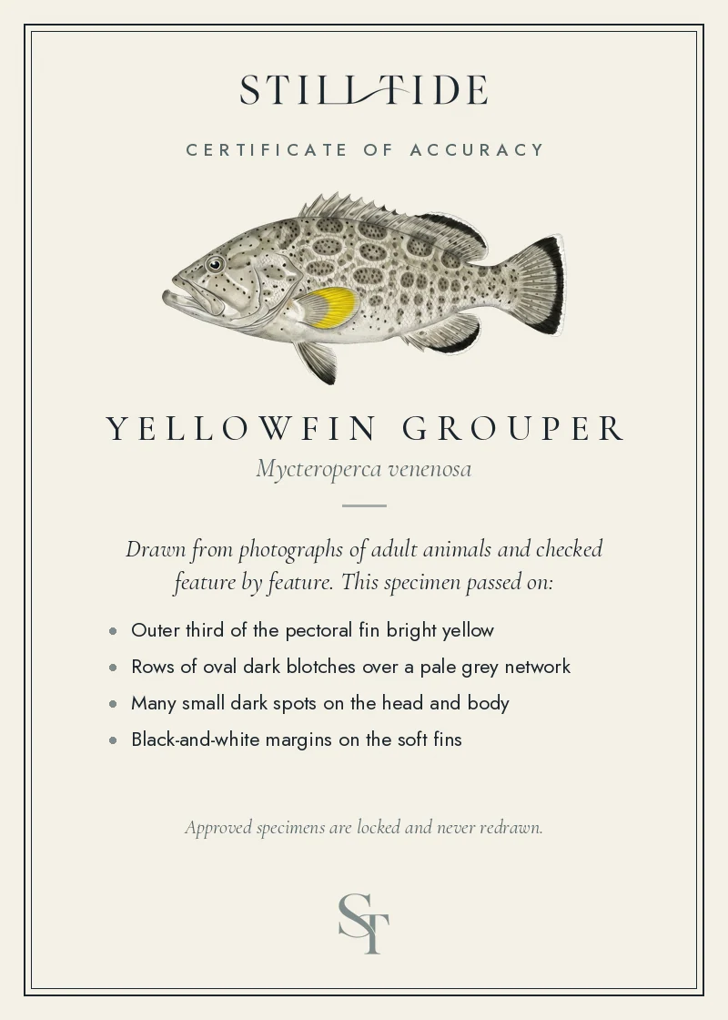 Certificate of accuracy for the Yellowfin Grouper, listing each verified feature
