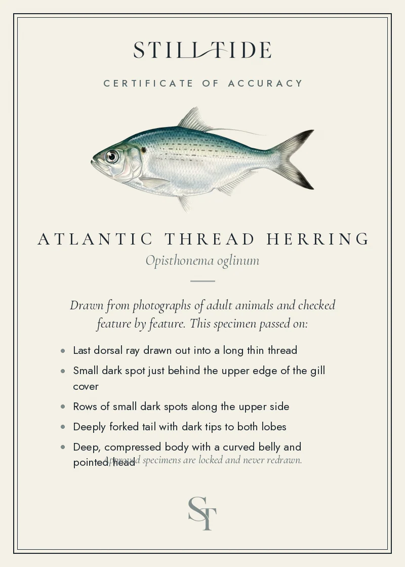 Certificate of accuracy for the Atlantic Thread Herring, listing each verified feature
