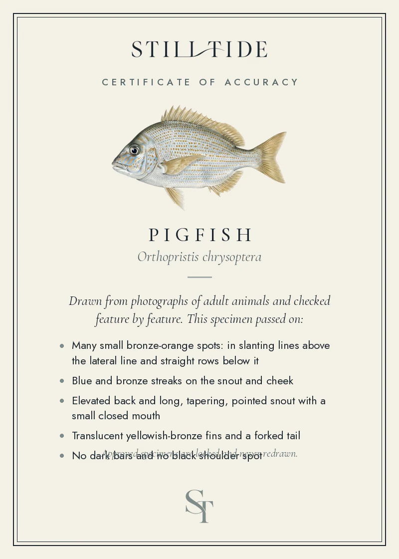 Certificate of accuracy for the Pigfish, listing each verified feature