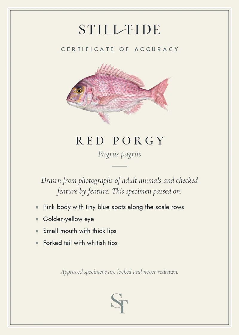 Certificate of accuracy for the Red Porgy, listing each verified feature