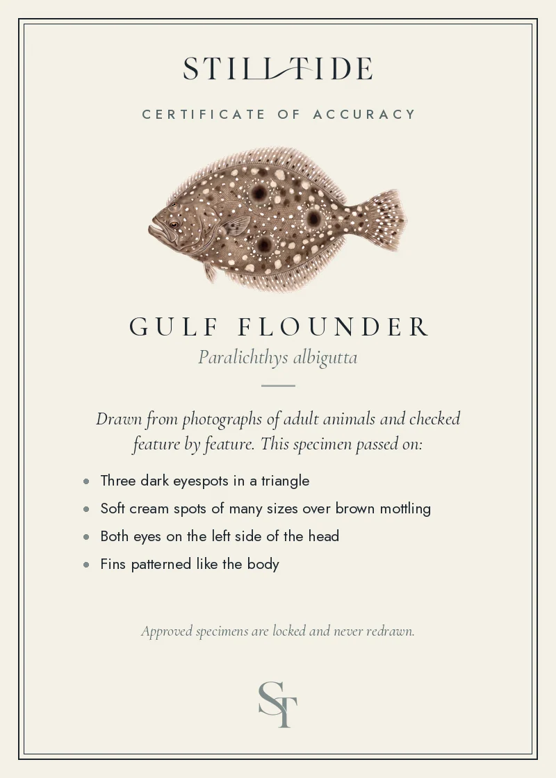 Certificate of accuracy for the Gulf Flounder, listing each verified feature