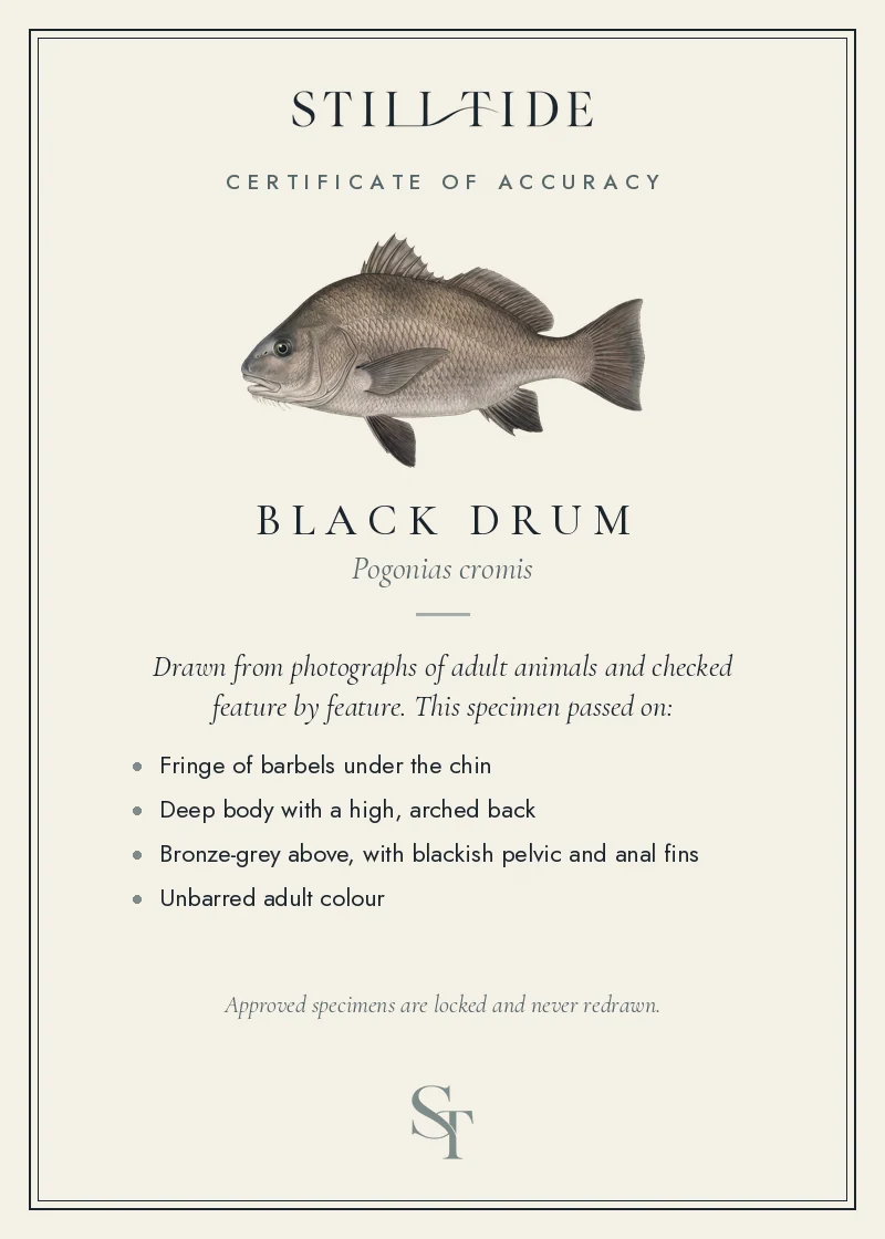 Certificate of accuracy for the Black Drum, listing each verified feature