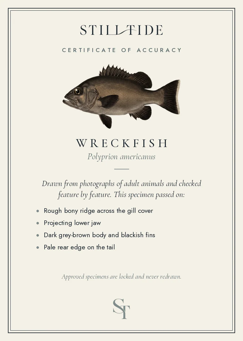 Certificate of accuracy for the Wreckfish, listing each verified feature