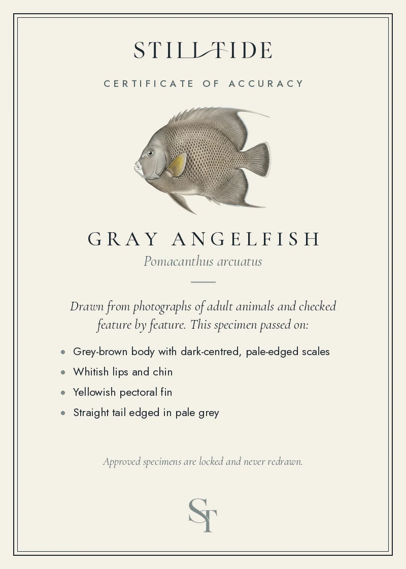 Certificate of accuracy for the Gray Angelfish, listing each verified feature