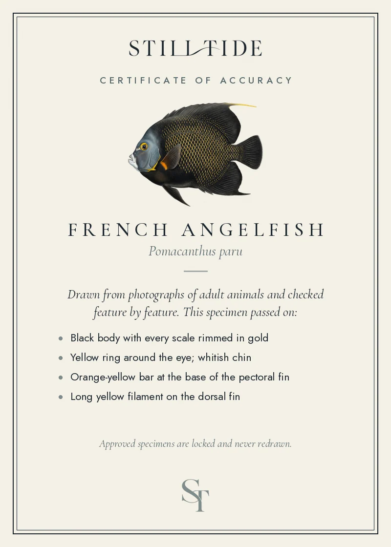 Certificate of accuracy for the French Angelfish, listing each verified feature