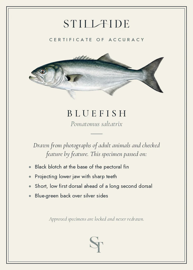 Certificate of accuracy for the Bluefish, listing each verified feature
