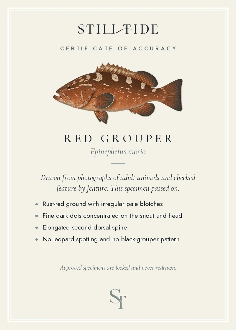 Certificate of accuracy for the Red Grouper, listing each verified feature