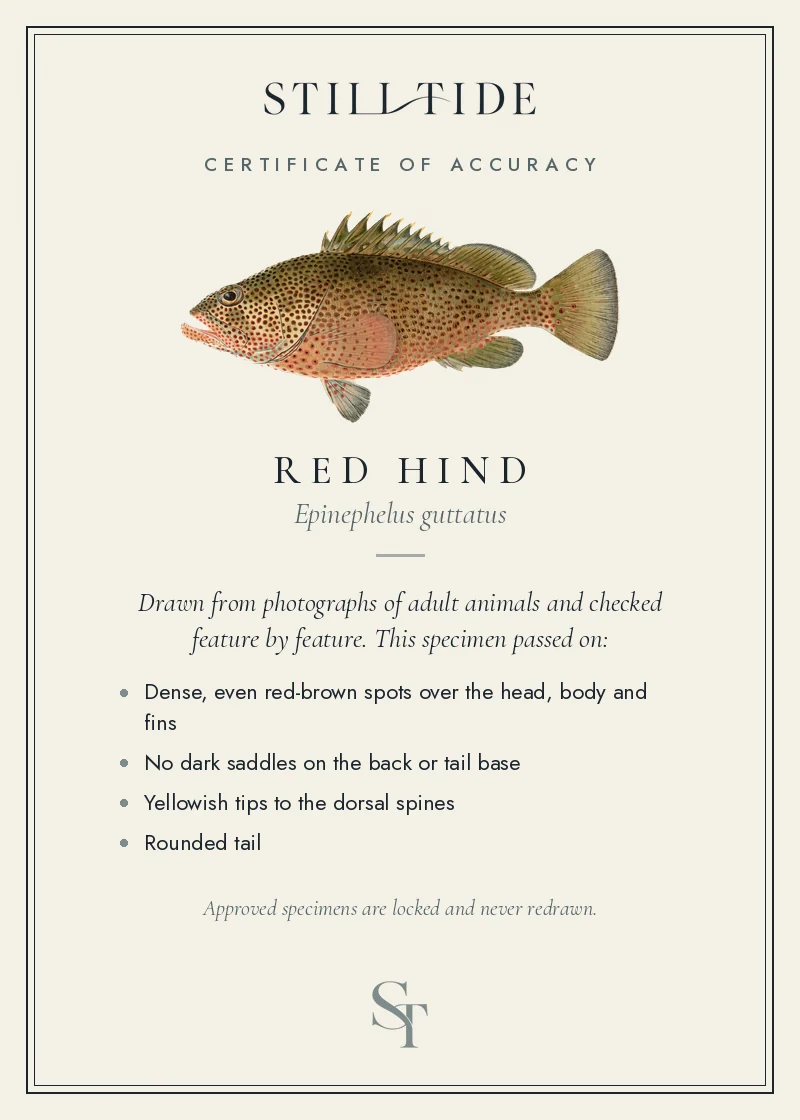 Certificate of accuracy for the Red Hind, listing each verified feature
