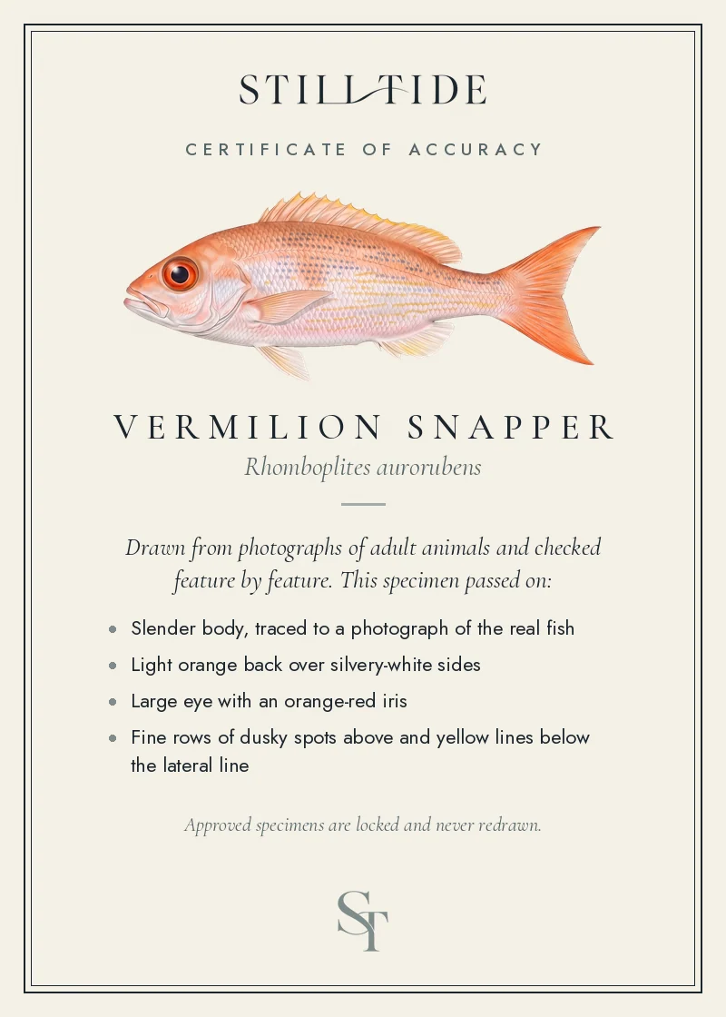 Certificate of accuracy for the Vermilion Snapper, listing each verified feature