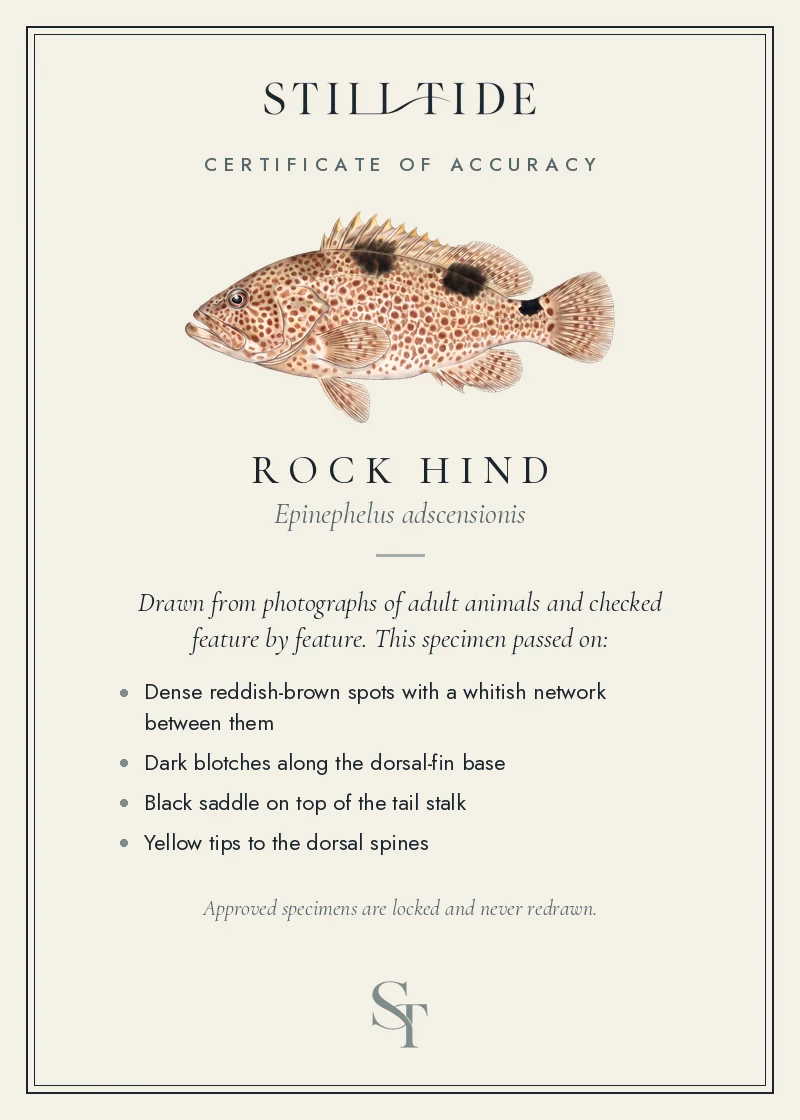Certificate of accuracy for the Rock Hind, listing each verified feature