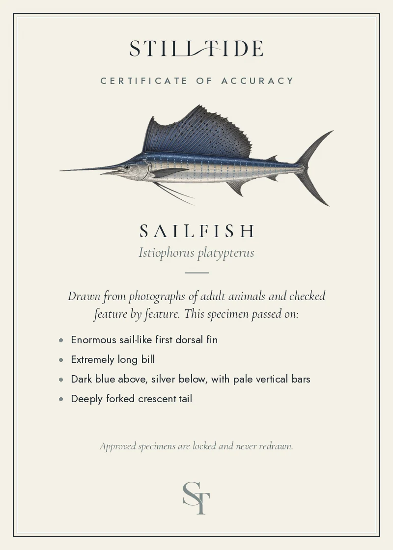 Certificate of accuracy for the Sailfish, listing each verified feature