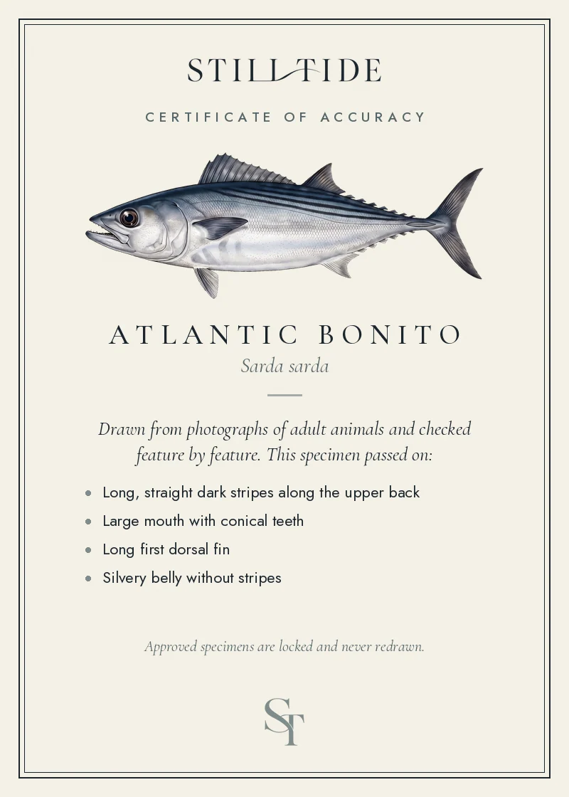Certificate of accuracy for the Atlantic Bonito, listing each verified feature