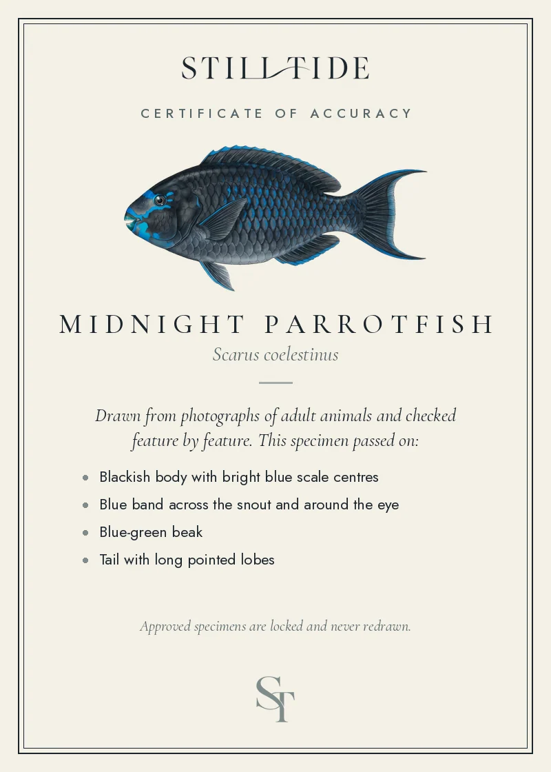 Certificate of accuracy for the Midnight Parrotfish, listing each verified feature