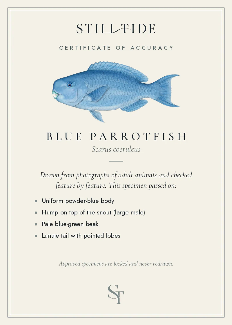 Certificate of accuracy for the Blue Parrotfish, listing each verified feature