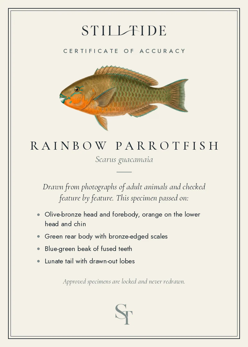 Certificate of accuracy for the Rainbow Parrotfish, listing each verified feature