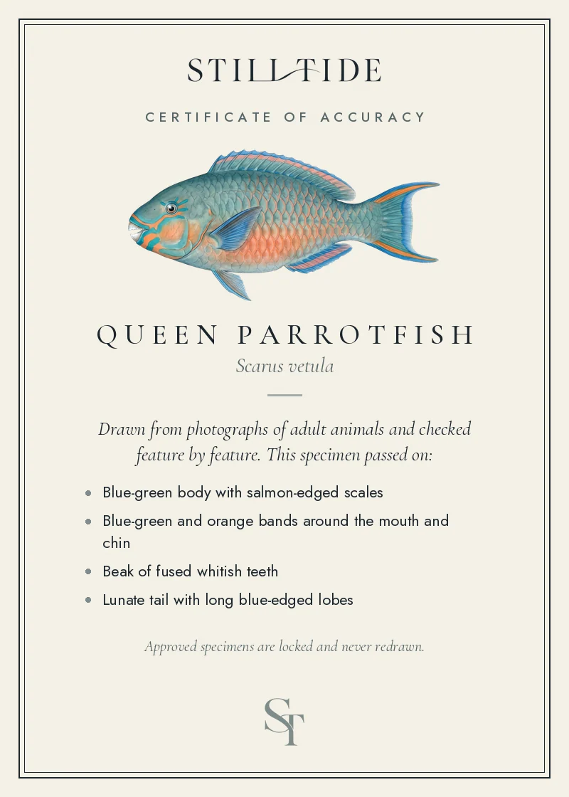 Certificate of accuracy for the Queen Parrotfish, listing each verified feature