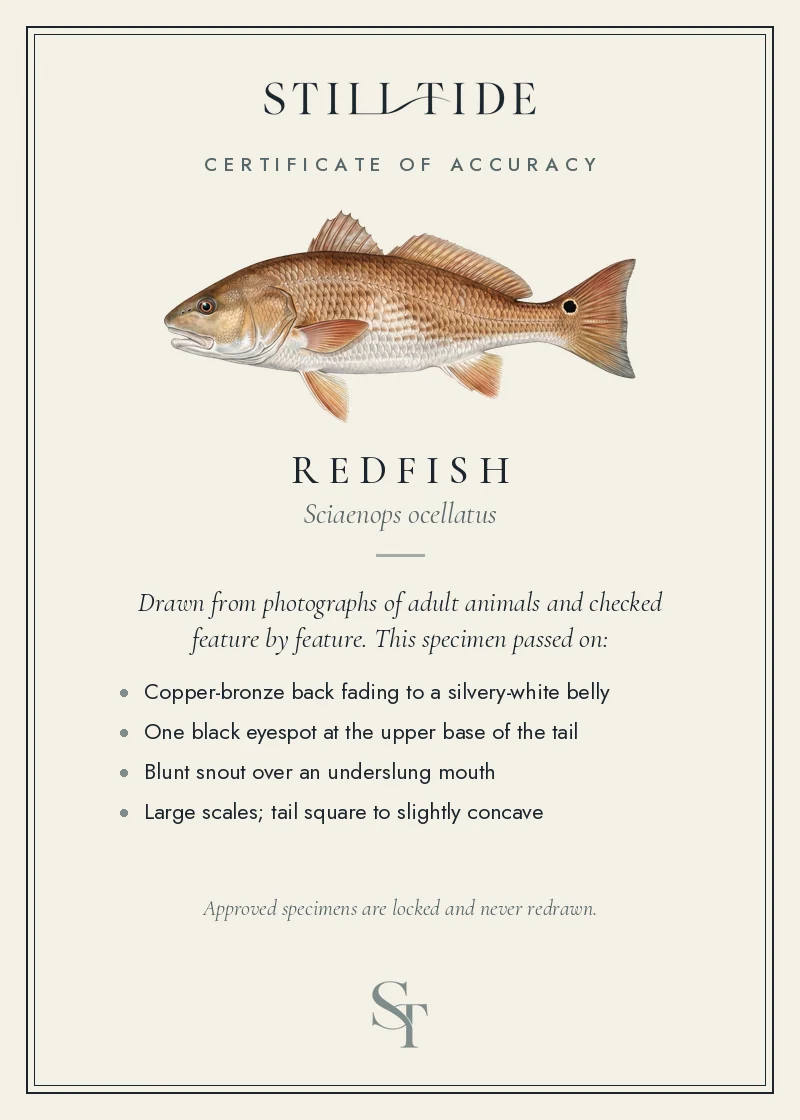 Certificate of accuracy for the Redfish, listing each verified feature