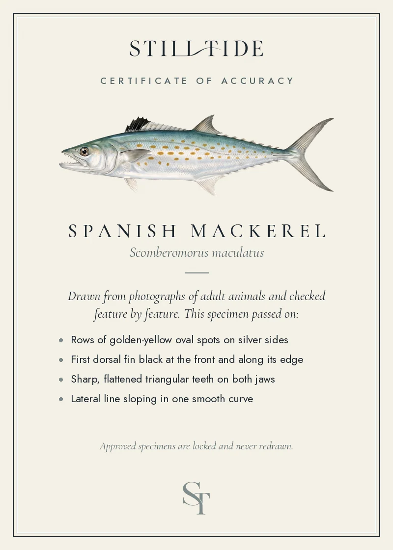 Certificate of accuracy for the Spanish Mackerel, listing each verified feature