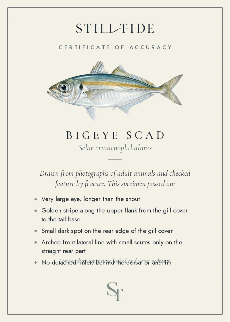 Certificate of accuracy for the Bigeye Scad, listing each verified feature